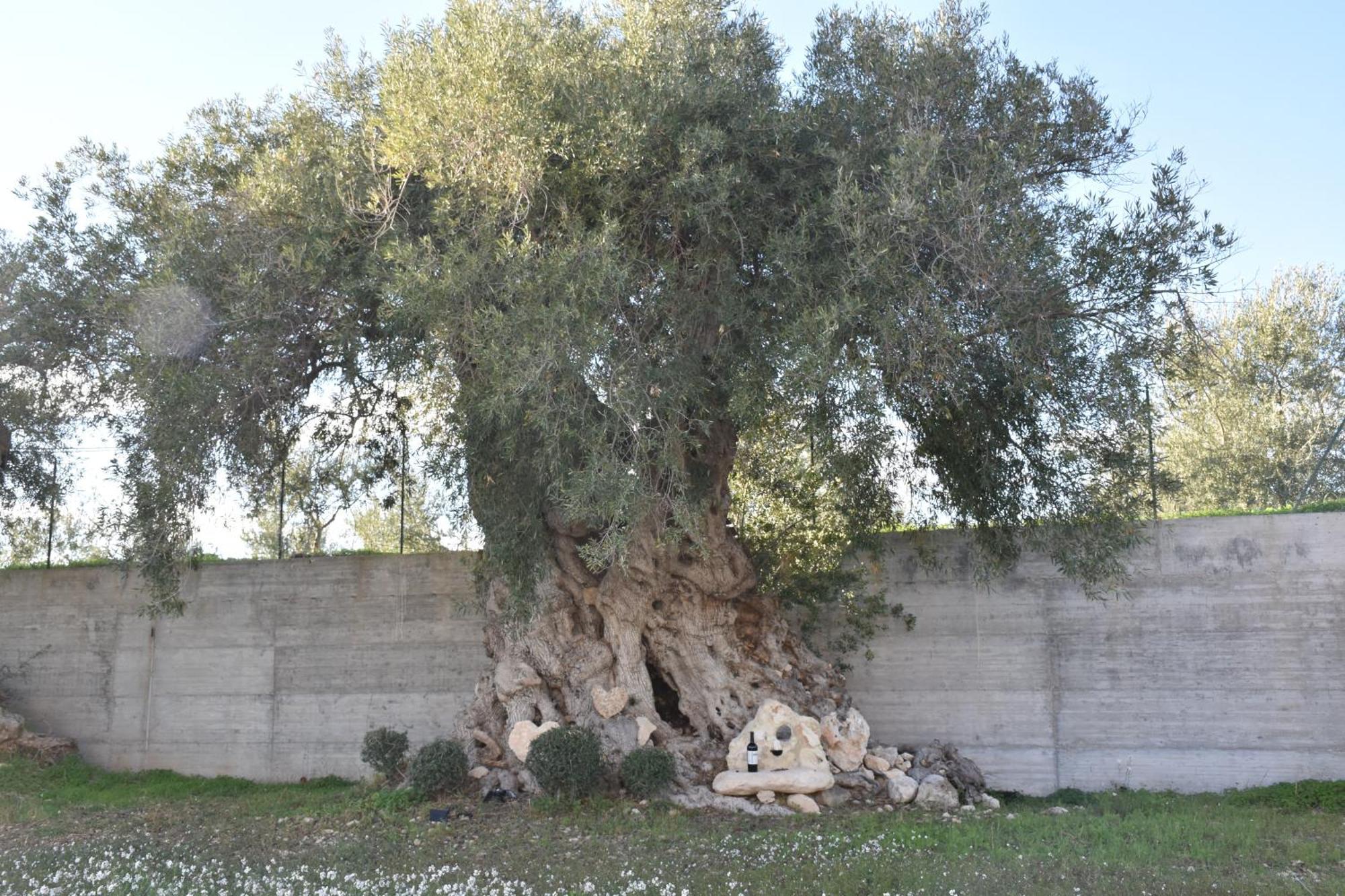 Villa I Secolari Di Giulia Avola Exterior foto